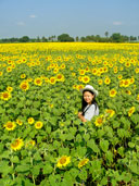 ทุ่งดอกทานตะวัน อ.พัฒนานิคม จังหวัดลพบุรี